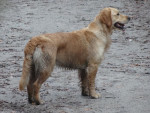 Vlinder januari 2014